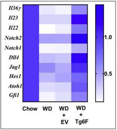 Tg6F prevents WD-mediated inhibition of genes that regulate the levels of antimicrobial peptides/proteins and the production of goblet and Paneth cells in the small intestine.