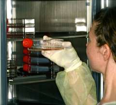 Researcher holding petri dish