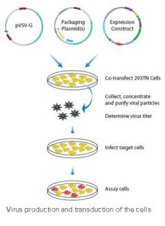 Virus production and transduction of the cells