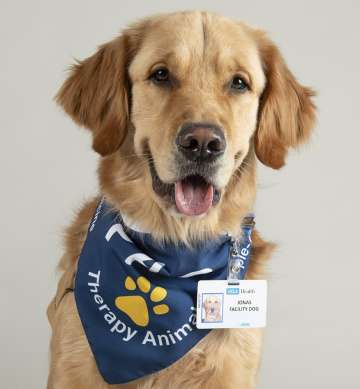 Golden retriever with UCLA Health therapy on neck