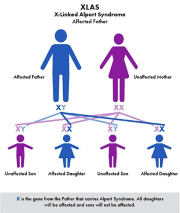 X-Linked affected father inheritance diagram