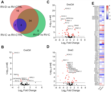 Channel gene expression profile analysis of PAH patients with compensated (RV-C) or decompensated RV (RV-D) compared to healthy donor RV (RV-CTRL)