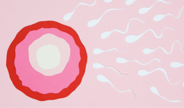 Sperm swimming to the uterus