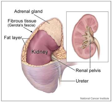 Adrenal Gland Illustration
