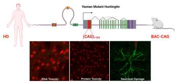 RNA and protein toxicities leading to neuronal damage
