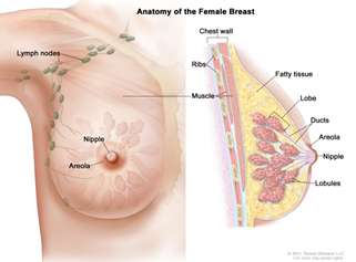 Fig. 2: Anterior view of breast showing the radiating structure of the breast gland tissue