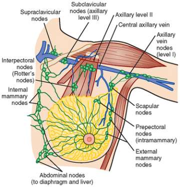 Lymphatic Drainage Schematic