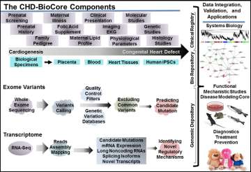 Congenital Heart Defect-BioCore components graph.