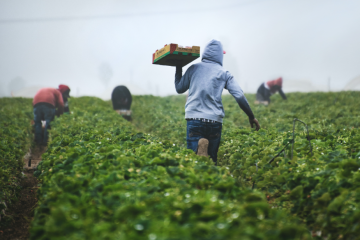 The image shows several people working in a field. One person is carrying a box on their head. The scene is slightly foggy.