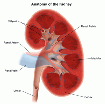 renal disease