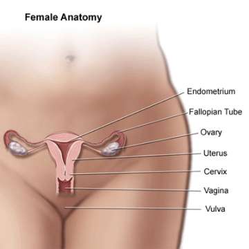 Female Anatomy Illustration