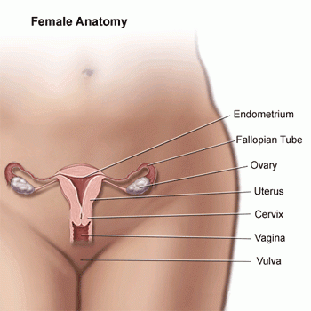 Illustration of Female Anatomy