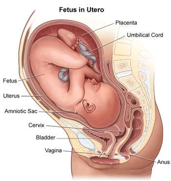 Illustration of Fetus in Utero