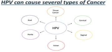 HPV Cancer Diagram