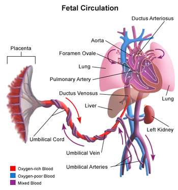 Illustration of Fetal Circulation