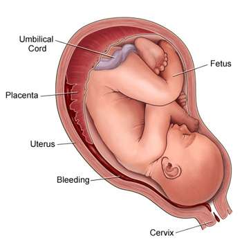 Illustration of Fetus