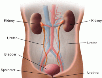 Illustration of Urinary Tract