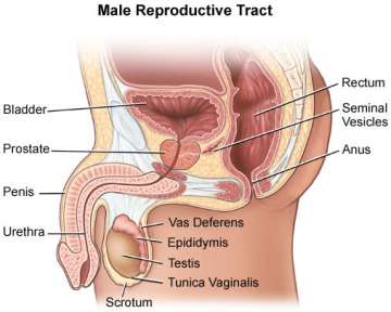 Male Reproductive Tract Illustration UCLA