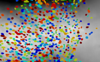 Graphic resembling Calcium signals recorded with miniature microscope