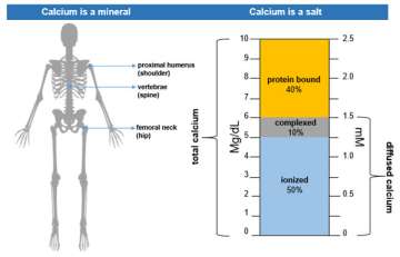 Normal Blood Calcium Levels in Humans