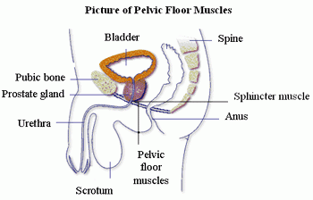 pelvic floor muscles