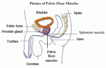 pelvic floor muscle