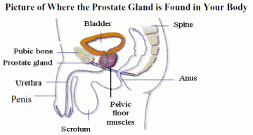 prostate gland