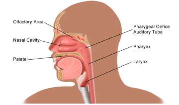 Throat Anatomy, Illustration, UCLA