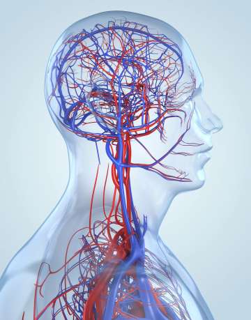 Vascular System Illustration