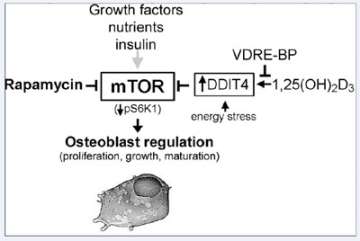 Figure 3. Regulation of osteoblastic mTOR signaling by 1,25(OH)2D 3 and VDRE-BP.