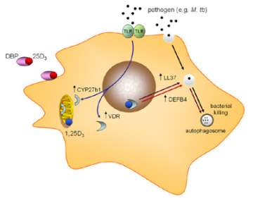 Figure 5. Antibacterial actions of vitamin D