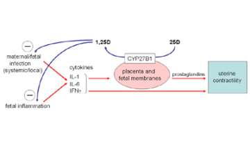 Figure 8. Antimicrobial and anti-inflammatory responses to 1,25D synthesized by placental cells.