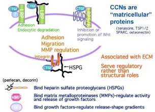 A diagram of the cycle of matricellular proteins