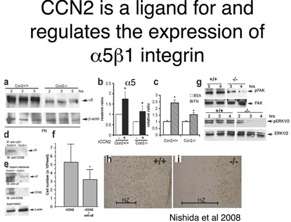 Diagram of CCN@ is a ligand for and regulates the expression of alpha 5 beta 1 integrin