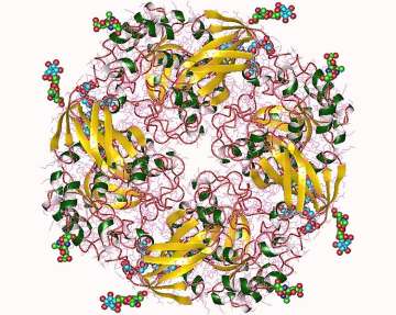 Alpha-galactosidase tetramer