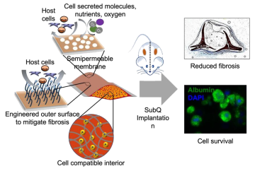 Cell therapy: 