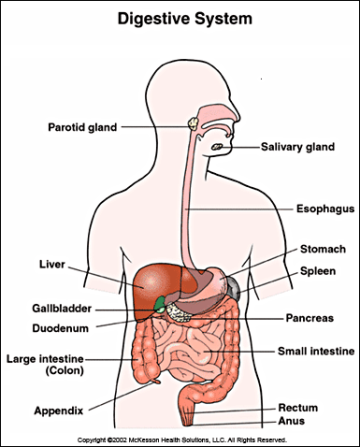 Descriptive image of the digestive system