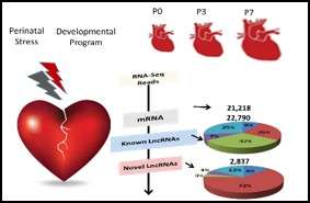 Diagram - Touma Lab