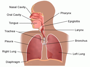 Respiratory Asthma