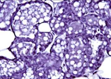 Mammary alveolar glands