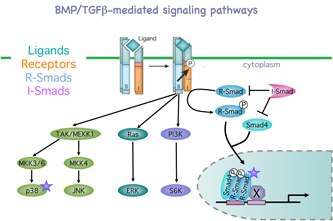 Diagram of BMP-TGF mediated signaling pathways