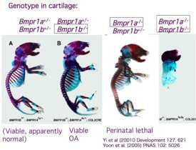 Examples of genotype in cartilage