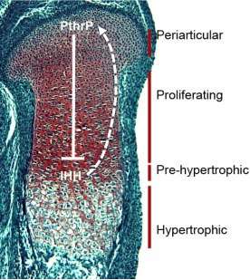 Growth plate diagram