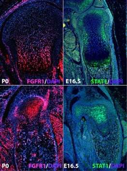 WT (left and Smad1/5CKO mutant (right) tibias, showing elevation of FGF signaling activity in the mutant growth plates.