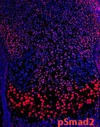 pSmad2 expression in the growth plate demarcates localization of canonical TGF-beta signaling pathway activity.