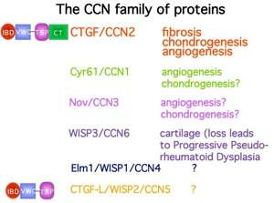 The CCN Family of Proteins