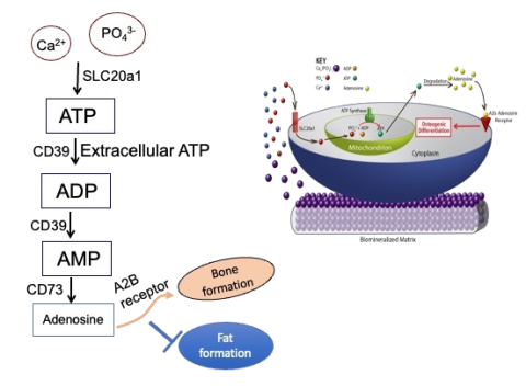 Biomaterials to unravel molecular mechanism: 
