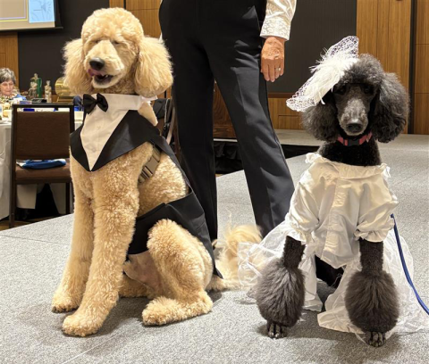 Poodles in costume.