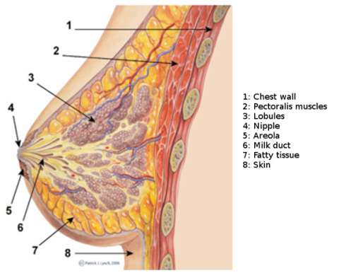 Fig. 1: Saggital view of breast showing glandular structure and anterior wall of chest
