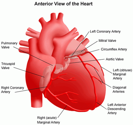 Illustration of a heart